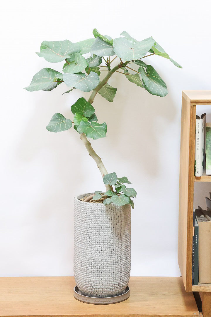 【フィカス アブチリフォリア】APEGO初入荷のフィカスです！このサイズはほぼ出回っていませんのでぜひ！