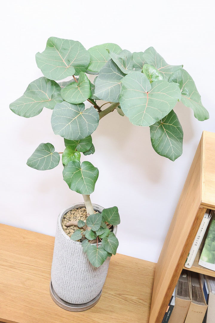 【フィカス アブチリフォリア】APEGO初入荷のフィカスです！このサイズはほぼ出回っていませんのでぜひ！