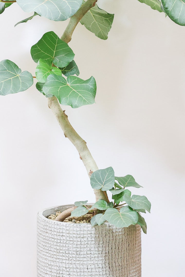 【フィカス アブチリフォリア】APEGO初入荷のフィカスです！このサイズはほぼ出回っていませんのでぜひ！