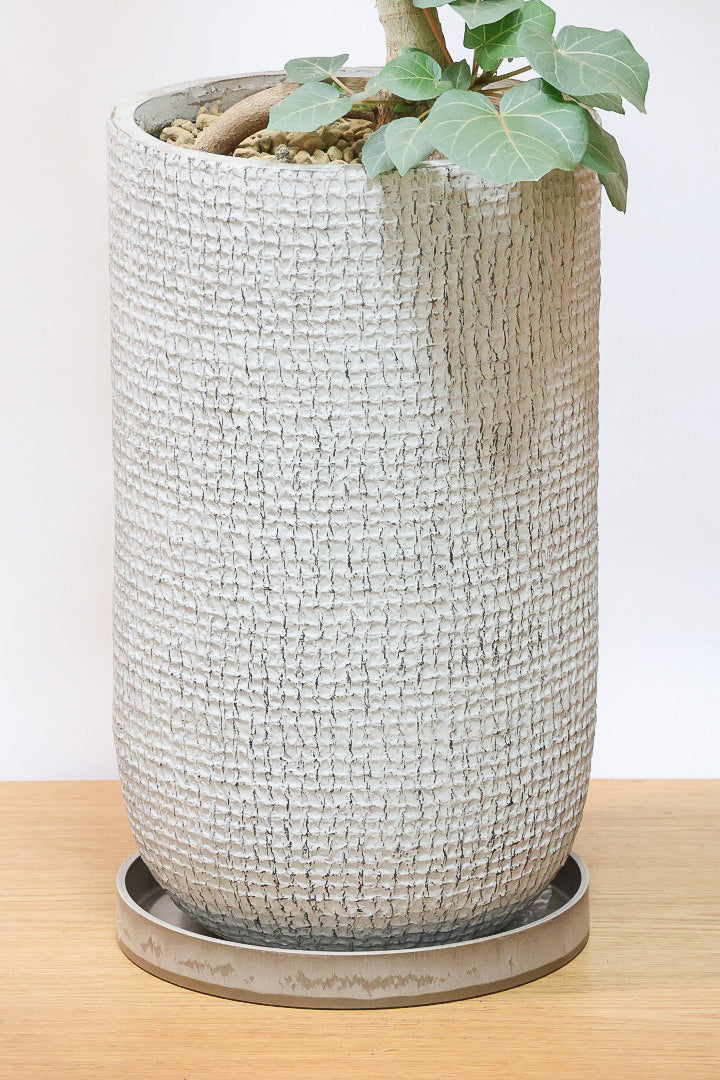 【フィカス アブチリフォリア】APEGO初入荷のフィカスです！このサイズはほぼ出回っていませんのでぜひ！