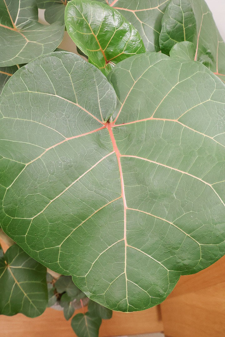 【フィカス アブチリフォリア】APEGO初入荷のフィカスです！このサイズはほぼ出回っていませんのでぜひ！