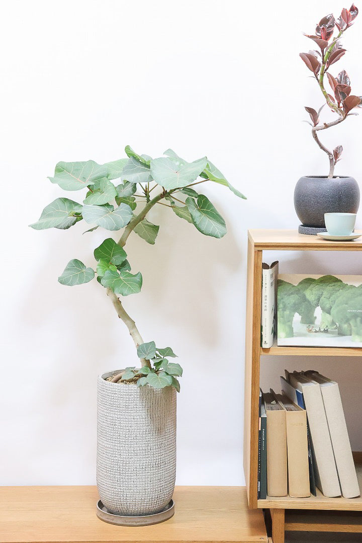 【フィカス アブチリフォリア】APEGO初入荷のフィカスです！このサイズはほぼ出回っていませんのでぜひ！