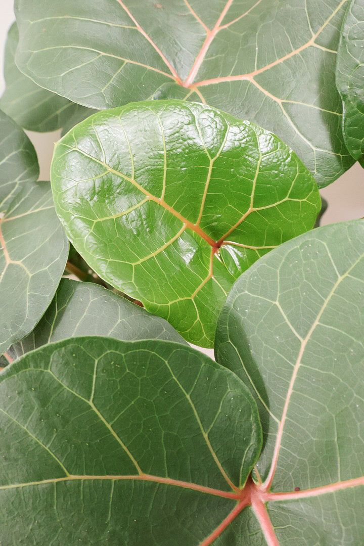 【フィカス アブチリフォリア】APEGO初入荷のフィカスです！このサイズはほぼ出回っていませんのでぜひ！