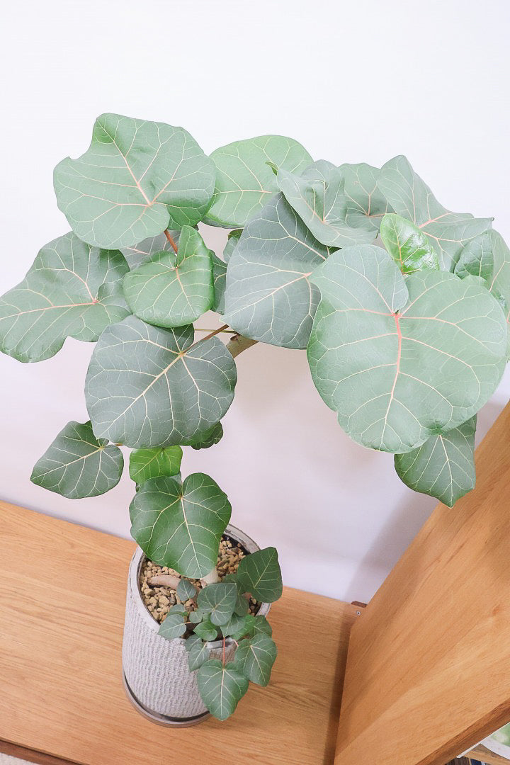 【フィカス アブチリフォリア】APEGO初入荷のフィカスです！このサイズはほぼ出回っていませんのでぜひ！