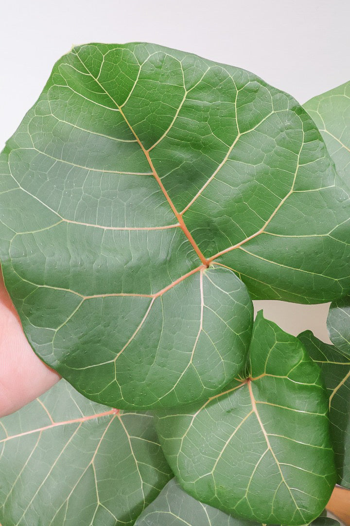 【フィカス アブチリフォリア】APEGO初入荷のフィカスです！このサイズはほぼ出回っていませんのでぜひ！