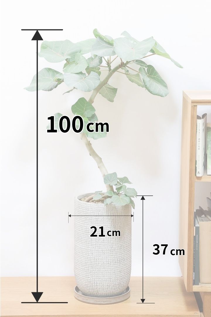 【フィカス アブチリフォリア】APEGO初入荷のフィカスです！このサイズはほぼ出回っていませんのでぜひ！