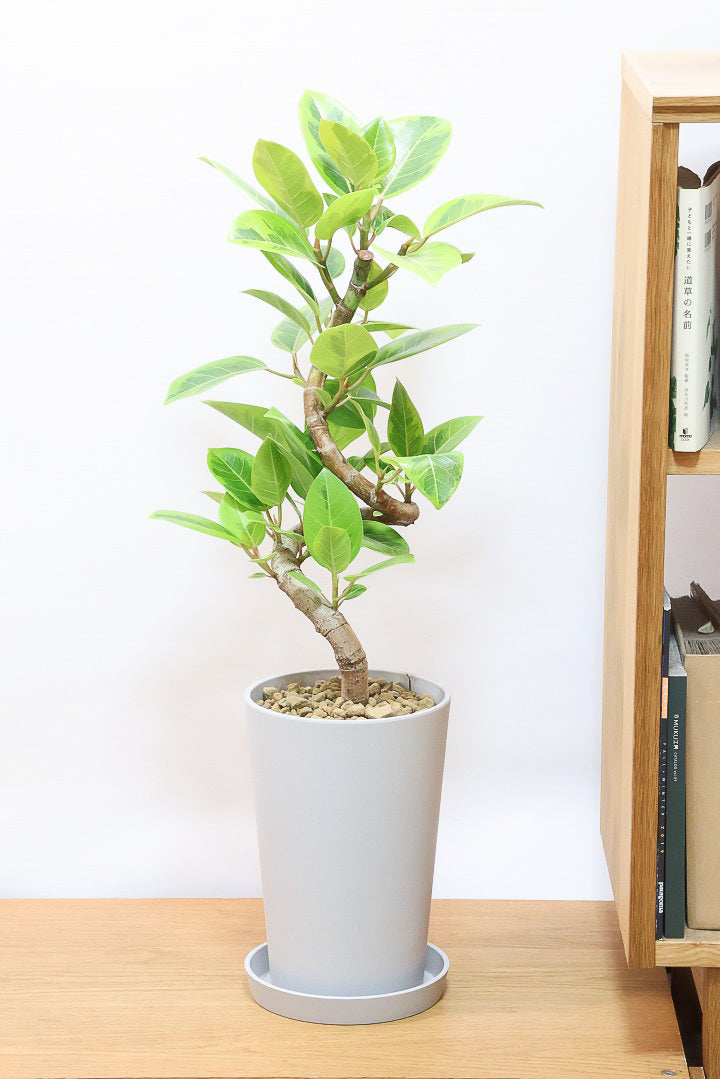 【アルテシマ】軽量なポリプロピレン製のPOT！沖縄で育てられたしっかりとした樹形！仕入れの際に葉付きのイイものを選んできました！