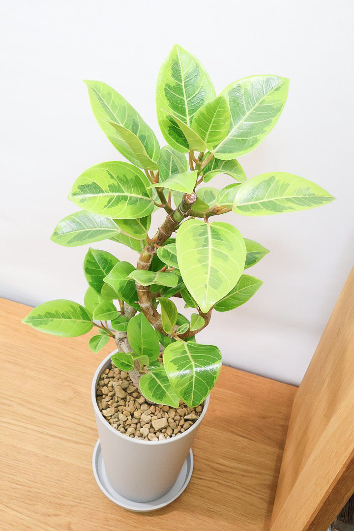 【アルテシマ】軽量なポリプロピレン製のPOT！沖縄で育てられたしっかりとした樹形！仕入れの際に葉付きのイイものを選んできました！