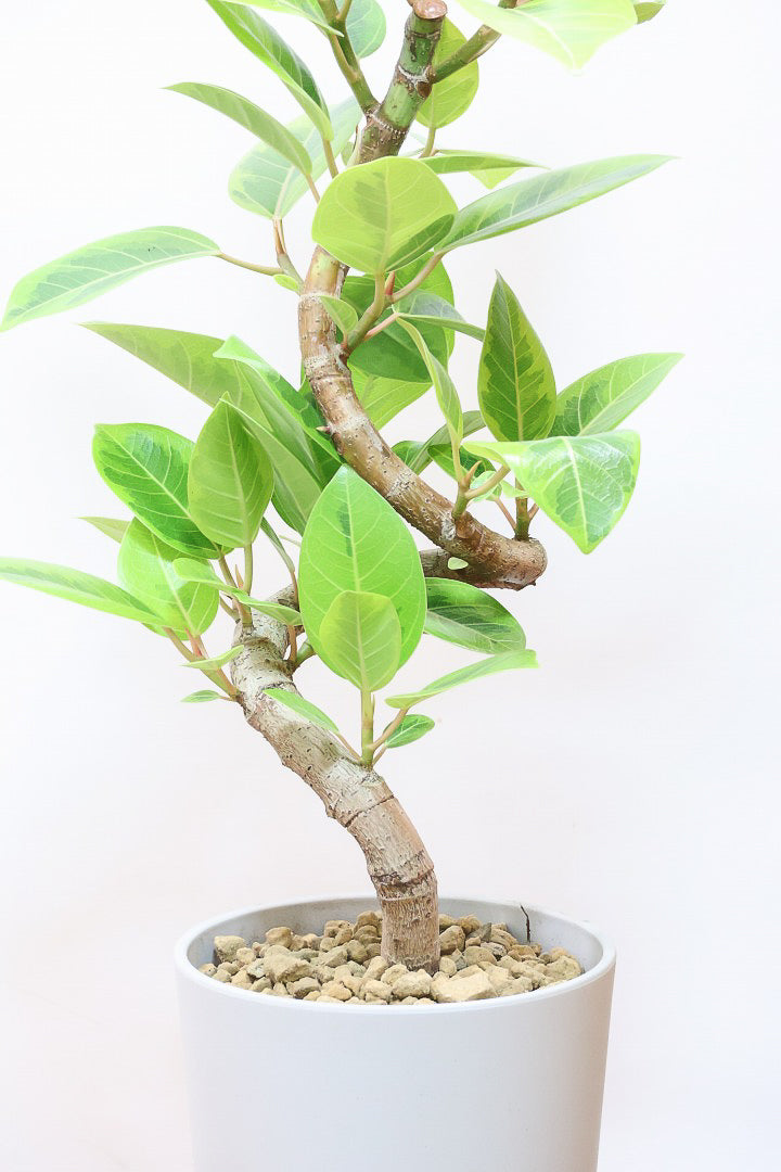 【アルテシマ】軽量なポリプロピレン製のPOT！沖縄で育てられたしっかりとした樹形！仕入れの際に葉付きのイイものを選んできました！