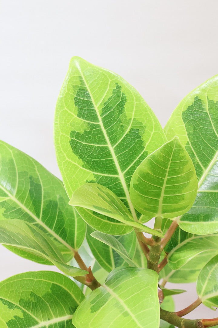 【アルテシマ】軽量なポリプロピレン製のPOT！沖縄で育てられたしっかりとした樹形！仕入れの際に葉付きのイイものを選んできました！