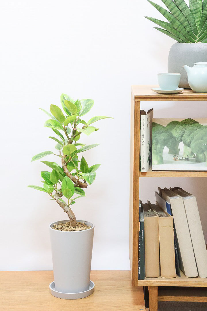 【アルテシマ】軽量なポリプロピレン製のPOT！沖縄で育てられたしっかりとした樹形！仕入れの際に葉付きのイイものを選んできました！