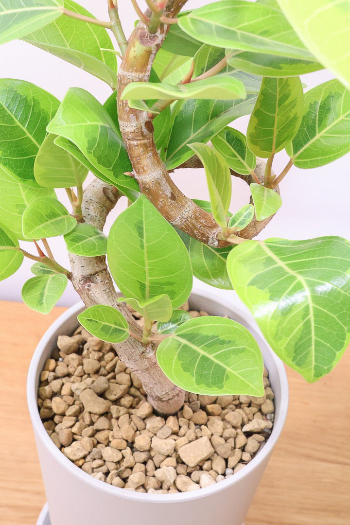 【アルテシマ】軽量なポリプロピレン製のPOT！沖縄で育てられたしっかりとした樹形！仕入れの際に葉付きのイイものを選んできました！