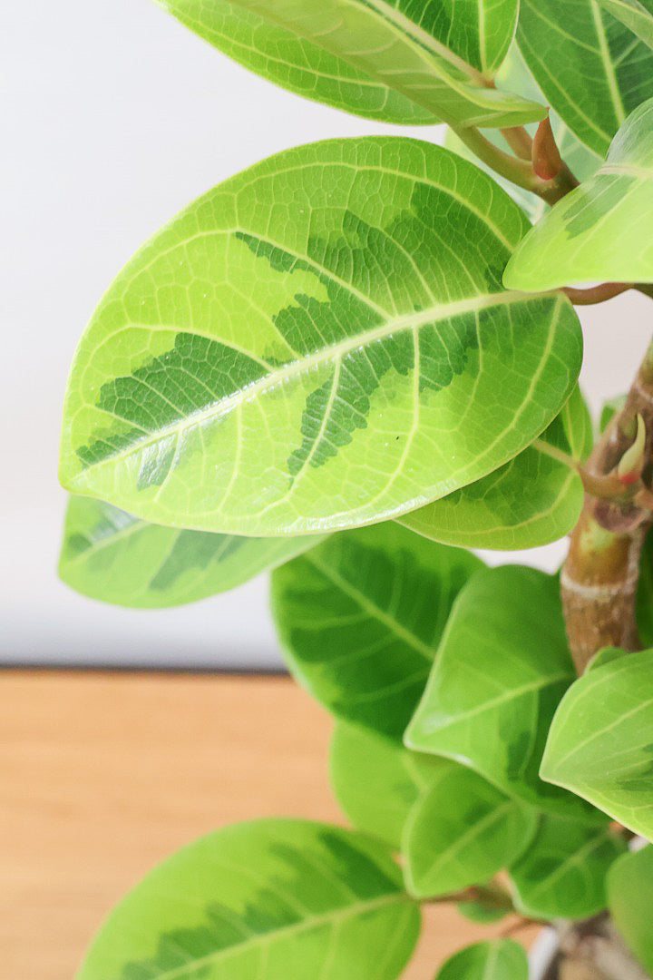 【アルテシマ】軽量なポリプロピレン製のPOT！沖縄で育てられたしっかりとした樹形！仕入れの際に葉付きのイイものを選んできました！