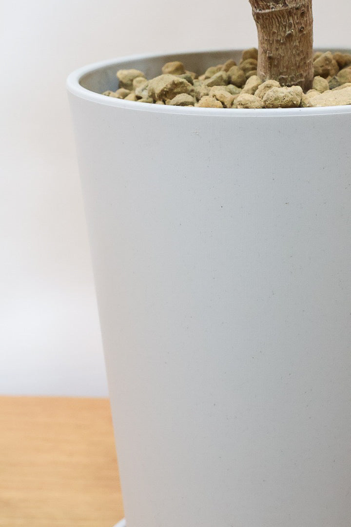 【アルテシマ】軽量なポリプロピレン製のPOT！沖縄で育てられたしっかりとした樹形！仕入れの際に葉付きのイイものを選んできました！