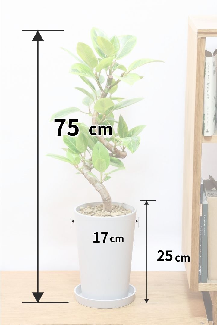 【アルテシマ】軽量なポリプロピレン製のPOT！沖縄で育てられたしっかりとした樹形！仕入れの際に葉付きのイイものを選んできました！