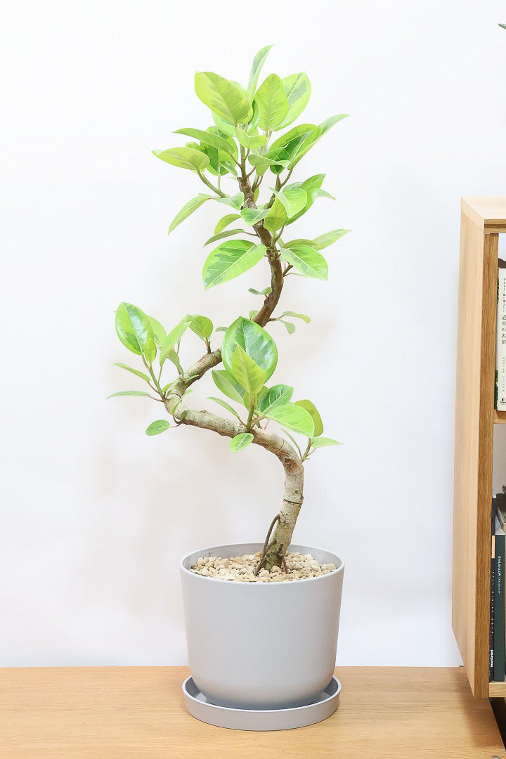 【アルテシマ】迫力あるBIGサイズ！軽量なポリプロピレン製のPOT！沖縄で育てられたしっかりとした樹形！選りすぐりの素晴らしい樹形！