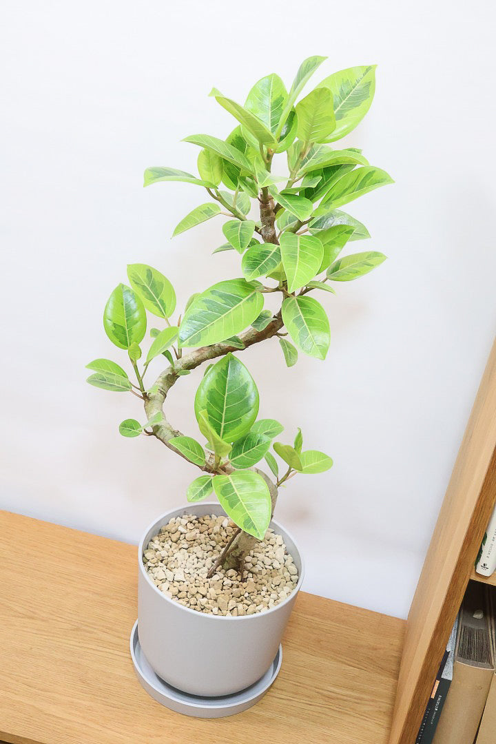 【アルテシマ】迫力あるBIGサイズ！軽量なポリプロピレン製のPOT！沖縄で育てられたしっかりとした樹形！選りすぐりの素晴らしい樹形！