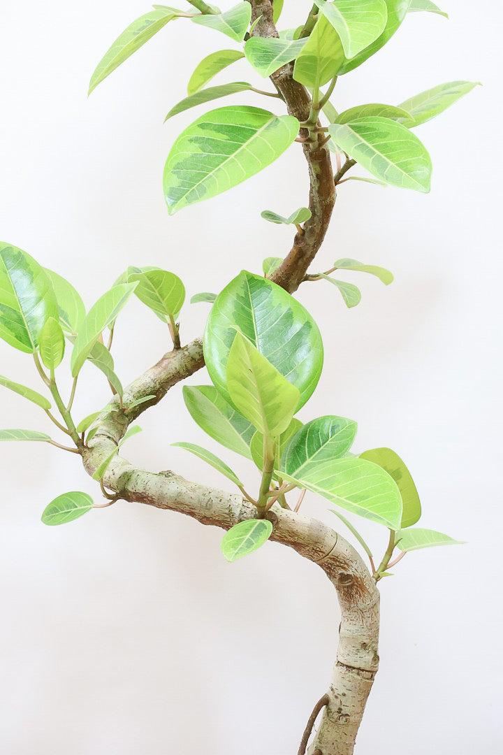 【アルテシマ】迫力あるBIGサイズ！軽量なポリプロピレン製のPOT！沖縄で育てられたしっかりとした樹形！選りすぐりの素晴らしい樹形！