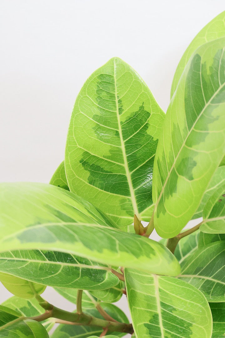 【アルテシマ】迫力あるBIGサイズ！軽量なポリプロピレン製のPOT！沖縄で育てられたしっかりとした樹形！選りすぐりの素晴らしい樹形！