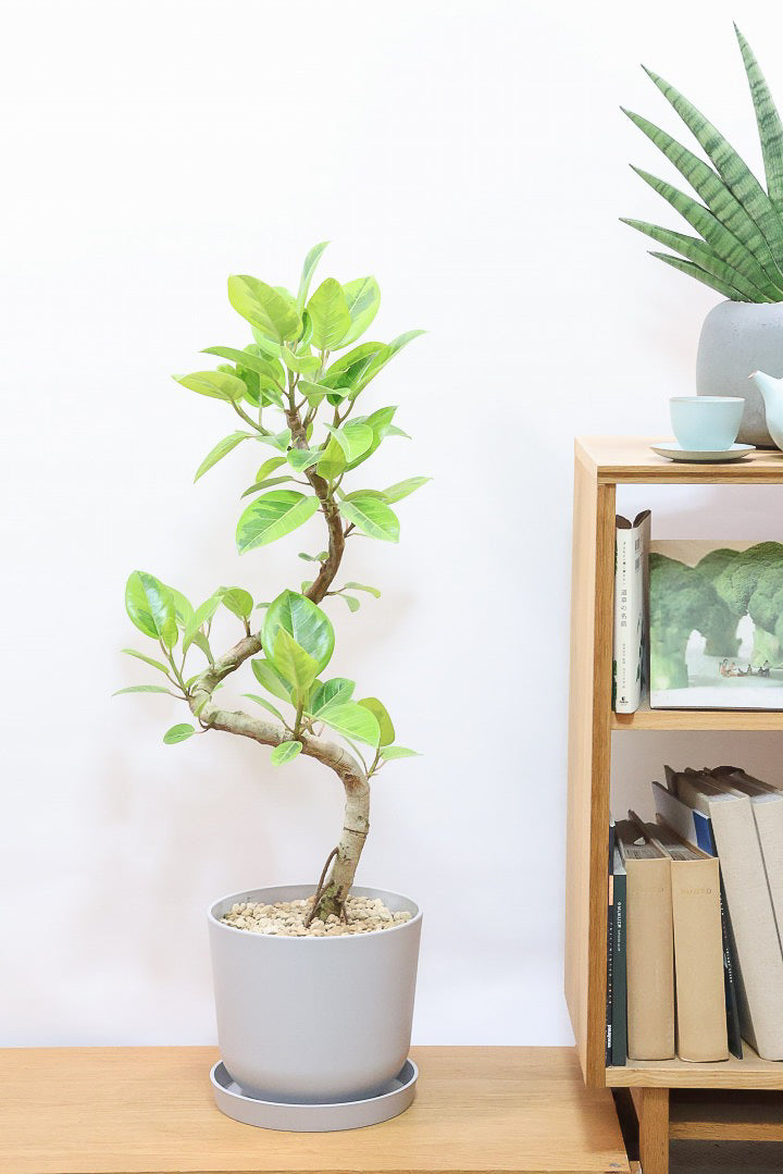 【アルテシマ】迫力あるBIGサイズ！軽量なポリプロピレン製のPOT！沖縄で育てられたしっかりとした樹形！選りすぐりの素晴らしい樹形！