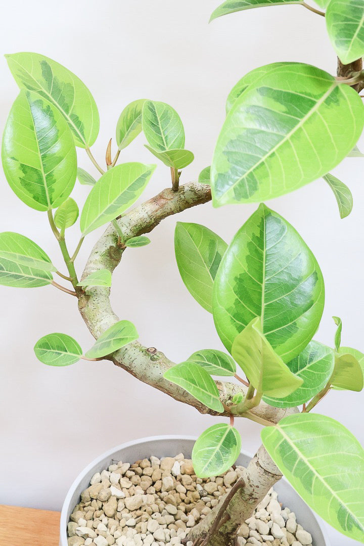 斑入りアルテシマ観葉植物 新芽付き アルテシマ斑入り636｜観葉植物専門店「ワールドガーデン」