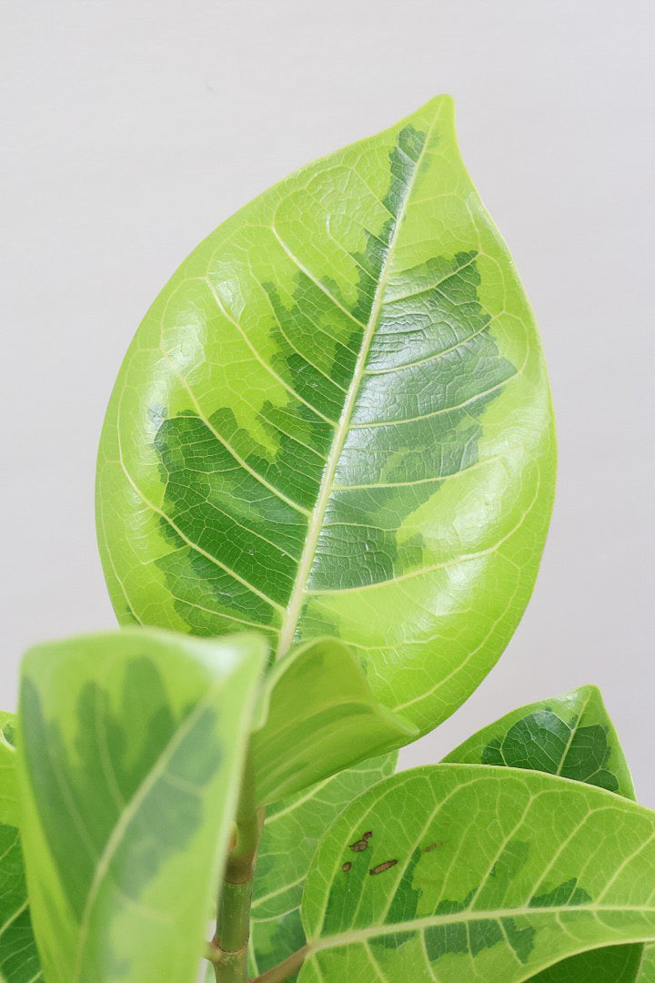 【アルテシマ】迫力あるBIGサイズ！軽量なポリプロピレン製のPOT！沖縄で育てられたしっかりとした樹形！選りすぐりの素晴らしい樹形！