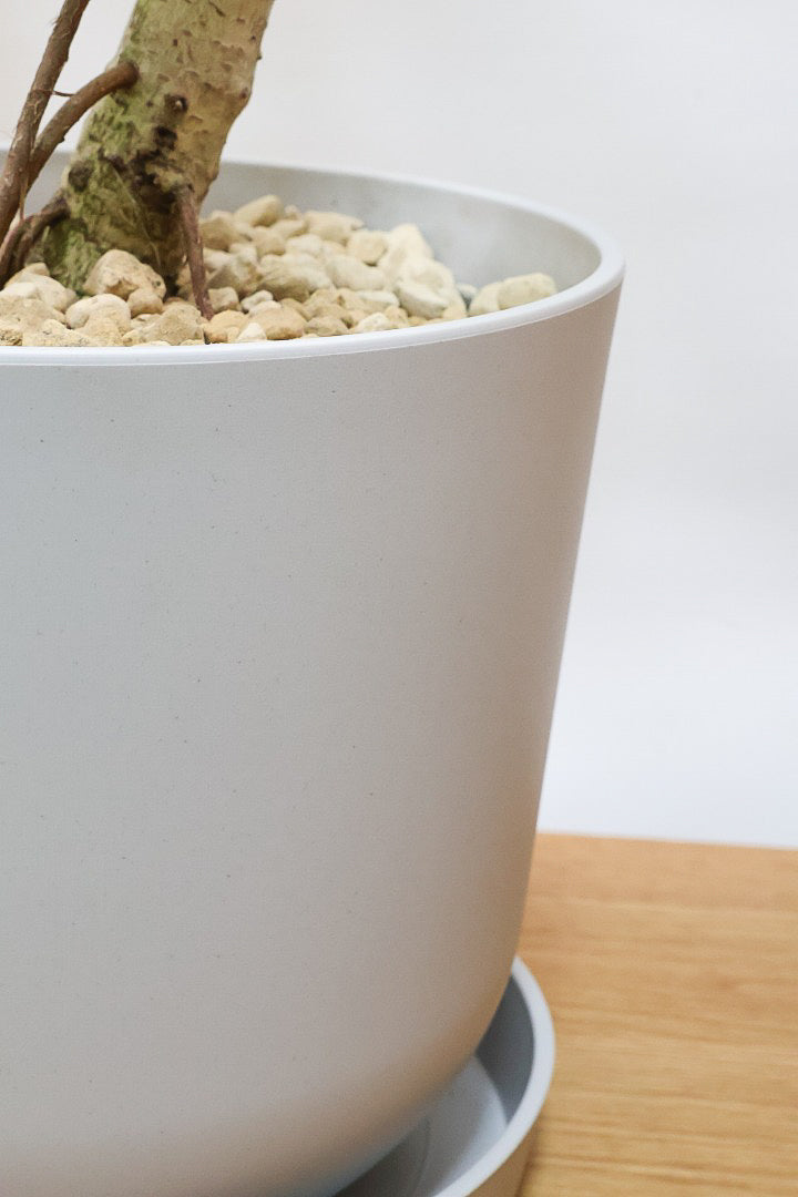 【アルテシマ】迫力あるBIGサイズ！軽量なポリプロピレン製のPOT！沖縄で育てられたしっかりとした樹形！選りすぐりの素晴らしい樹形！