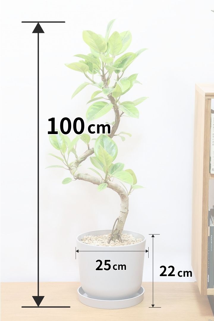 【アルテシマ】迫力あるBIGサイズ！軽量なポリプロピレン製のPOT！沖縄で育てられたしっかりとした樹形！選りすぐりの素晴らしい樹形！