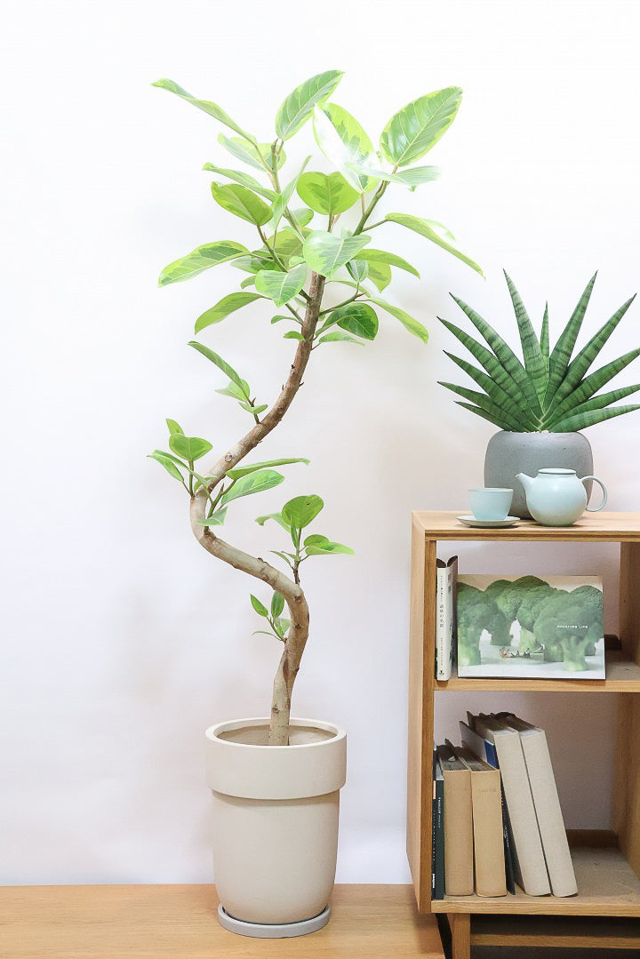 【アルテシマ】超BIGサイズ！葉も大きくて存在感がありますので、贈り物やお部屋のシンボルツリーとしていかがでしょう？
