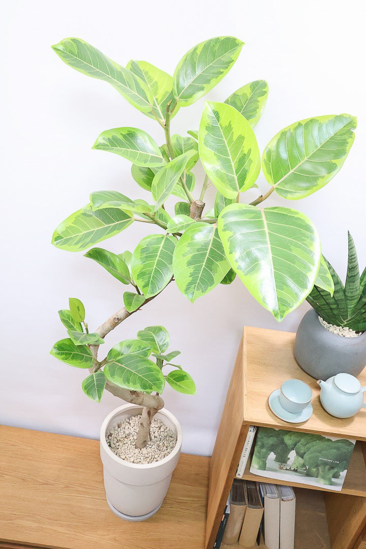 【アルテシマ】超BIGサイズ！葉も大きくて存在感がありますので、贈り物やお部屋のシンボルツリーとしていかがでしょう？