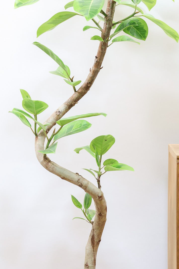 【アルテシマ】超BIGサイズ！葉も大きくて存在感がありますので、贈り物やお部屋のシンボルツリーとしていかがでしょう？