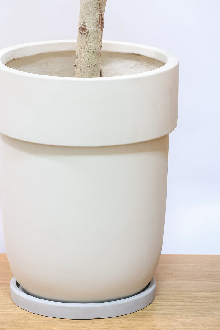 【アルテシマ】超BIGサイズ！葉も大きくて存在感がありますので、贈り物やお部屋のシンボルツリーとしていかがでしょう？