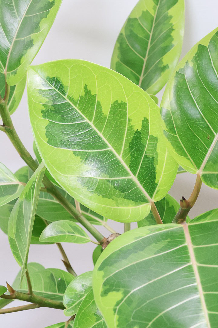 【アルテシマ】超BIGサイズ！葉も大きくて存在感がありますので、贈り物やお部屋のシンボルツリーとしていかがでしょう？