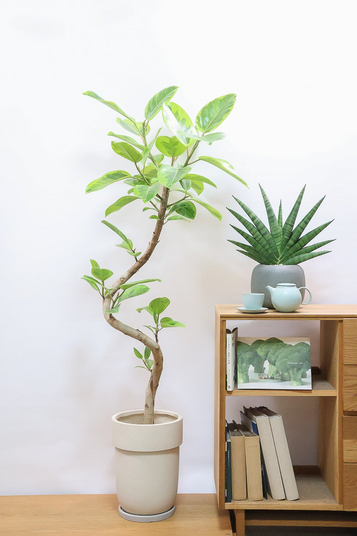 【アルテシマ】超BIGサイズ！葉も大きくて存在感がありますので、贈り物やお部屋のシンボルツリーとしていかがでしょう？