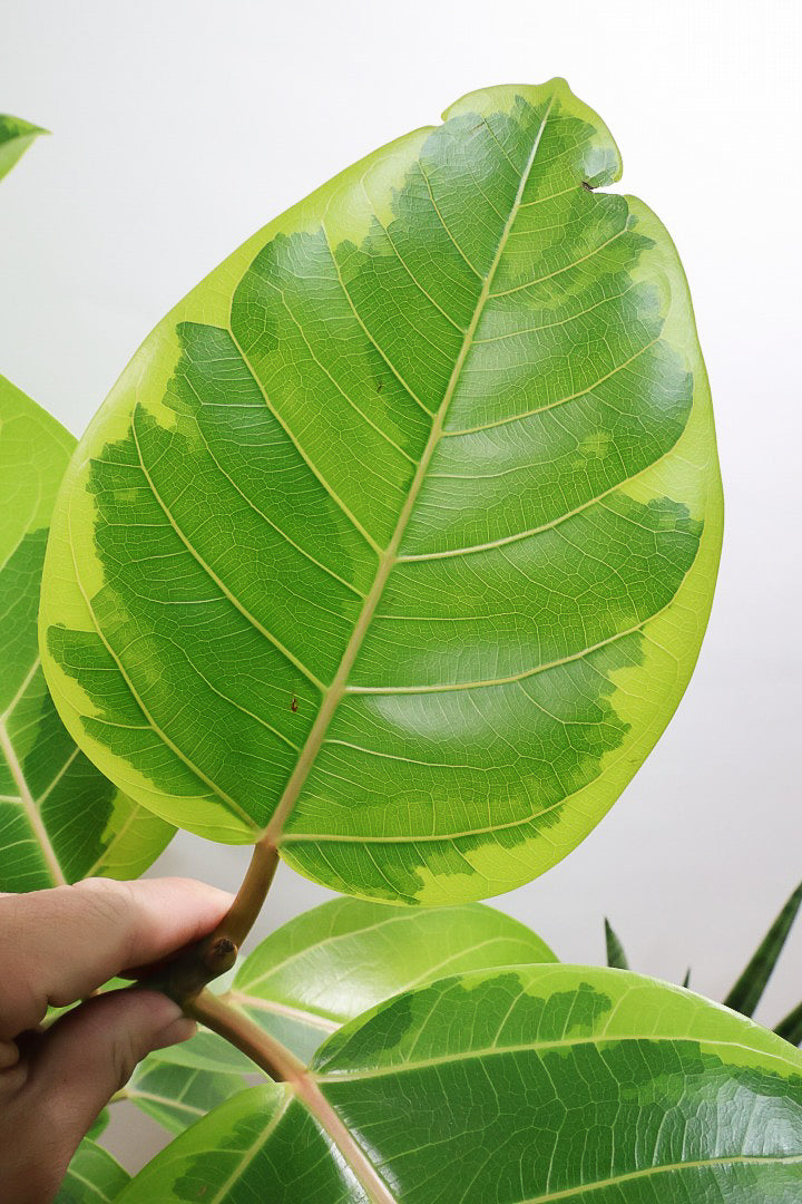 【アルテシマ】超BIGサイズ！葉も大きくて存在感がありますので、贈り物やお部屋のシンボルツリーとしていかがでしょう？