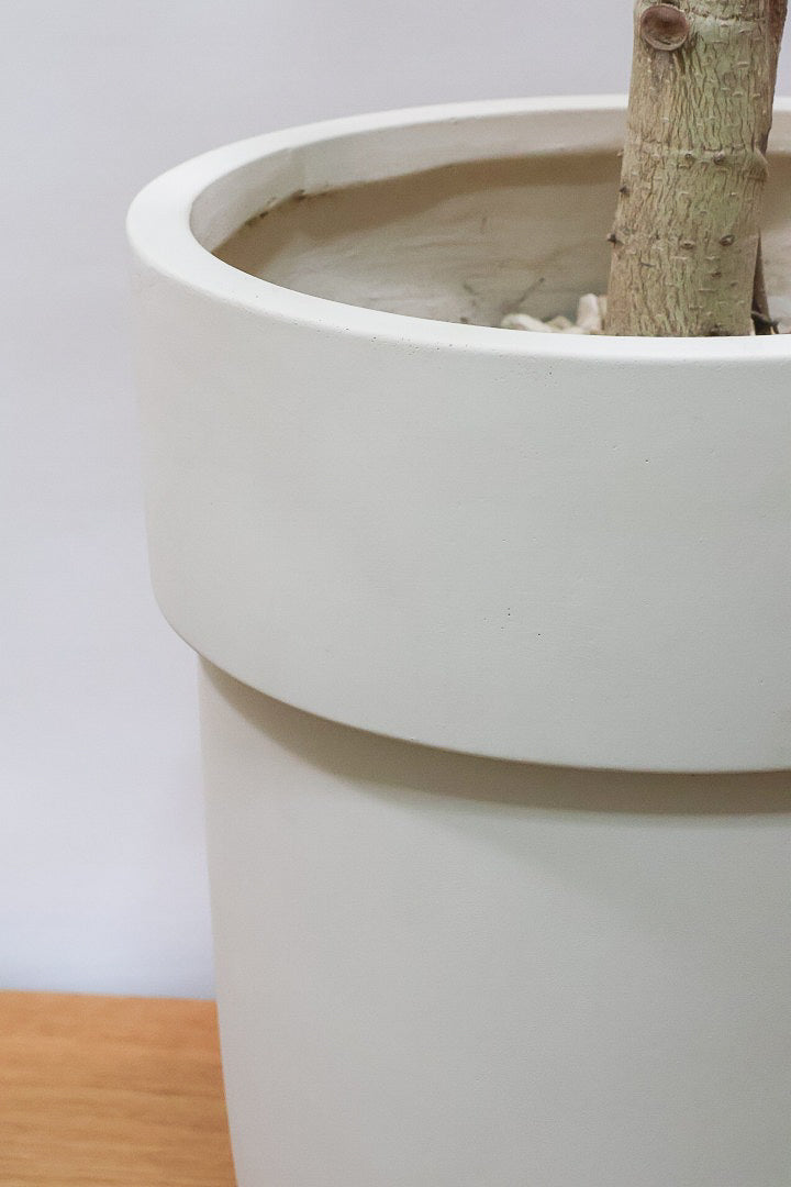 【アルテシマ】超BIGサイズ！葉も大きくて存在感がありますので、贈り物やお部屋のシンボルツリーとしていかがでしょう？