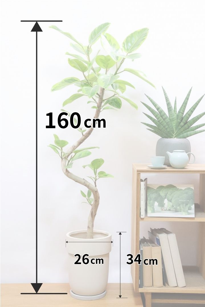 【アルテシマ】超BIGサイズ！葉も大きくて存在感がありますので、贈り物やお部屋のシンボルツリーとしていかがでしょう？