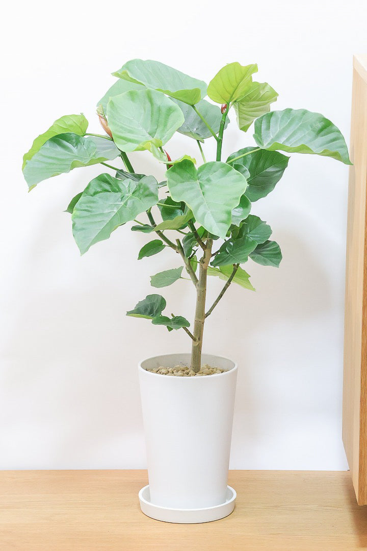 【ウンベラータ】軽量なポリプロピレン製のPOT！こんなにボリュームがあるのにお求めやすい価格でのご提案です！