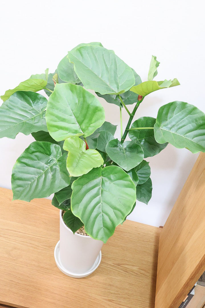 【ウンベラータ】軽量なポリプロピレン製のPOT！こんなにボリュームがあるのにお求めやすい価格でのご提案です！