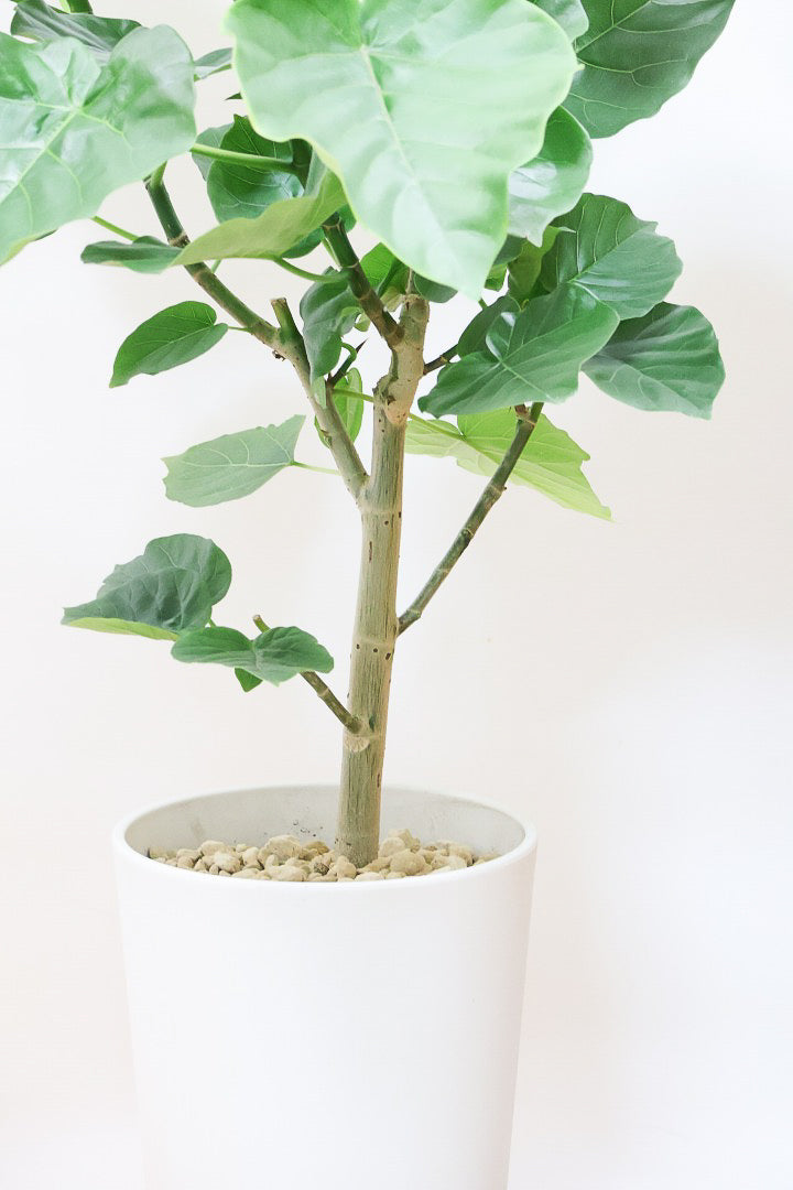 【ウンベラータ】軽量なポリプロピレン製のPOT！こんなにボリュームがあるのにお求めやすい価格でのご提案です！