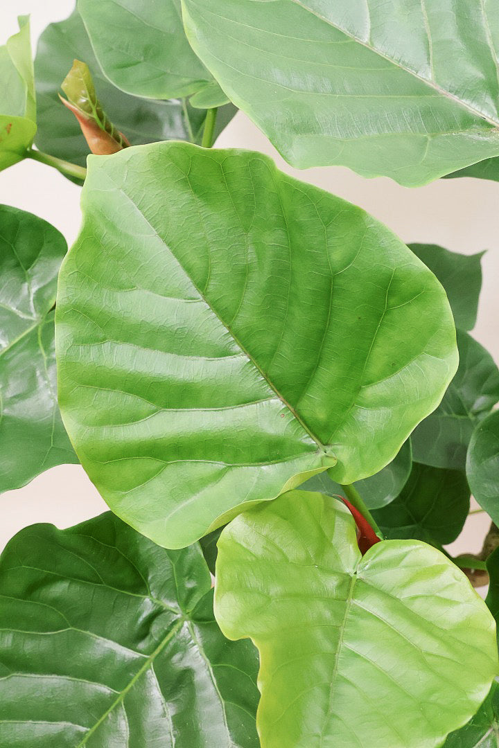 【ウンベラータ】軽量なポリプロピレン製のPOT！こんなにボリュームがあるのにお求めやすい価格でのご提案です！