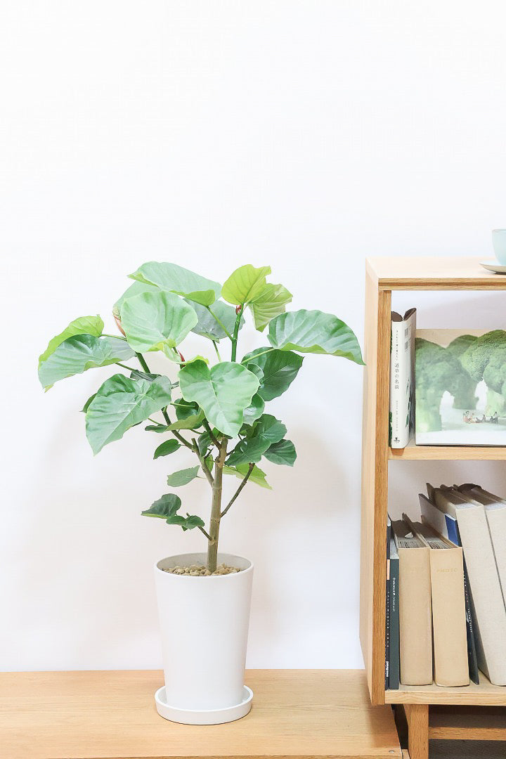 【ウンベラータ】軽量なポリプロピレン製のPOT！こんなにボリュームがあるのにお求めやすい価格でのご提案です！