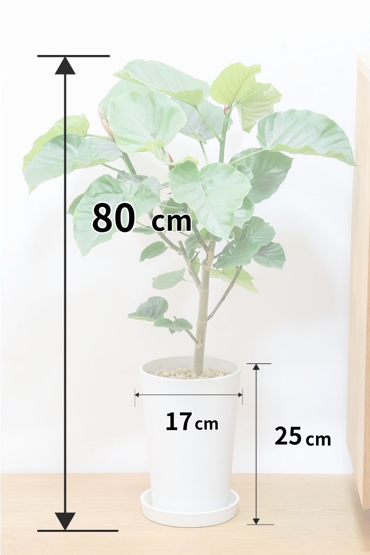 【ウンベラータ】軽量なポリプロピレン製のPOT！こんなにボリュームがあるのにお求めやすい価格でのご提案です！