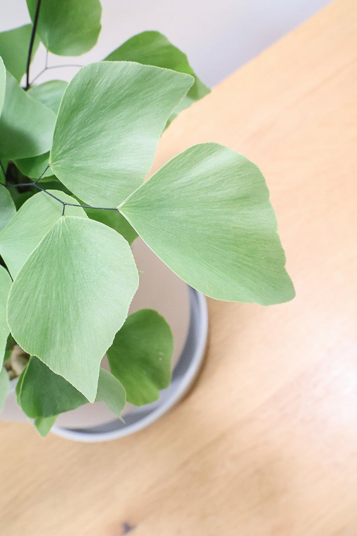 【アジアンタム ペルビアナム】今までの中で最高かな…と思うほどキレイ！アジアンタムの中で最も大きな葉っぱなんです！