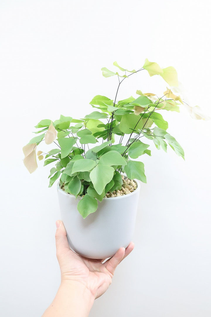 【アジアンタム ペルビアナム】今までの中で最高かな…と思うほどキレイ！アジアンタムの中で最も大きな葉っぱなんです！