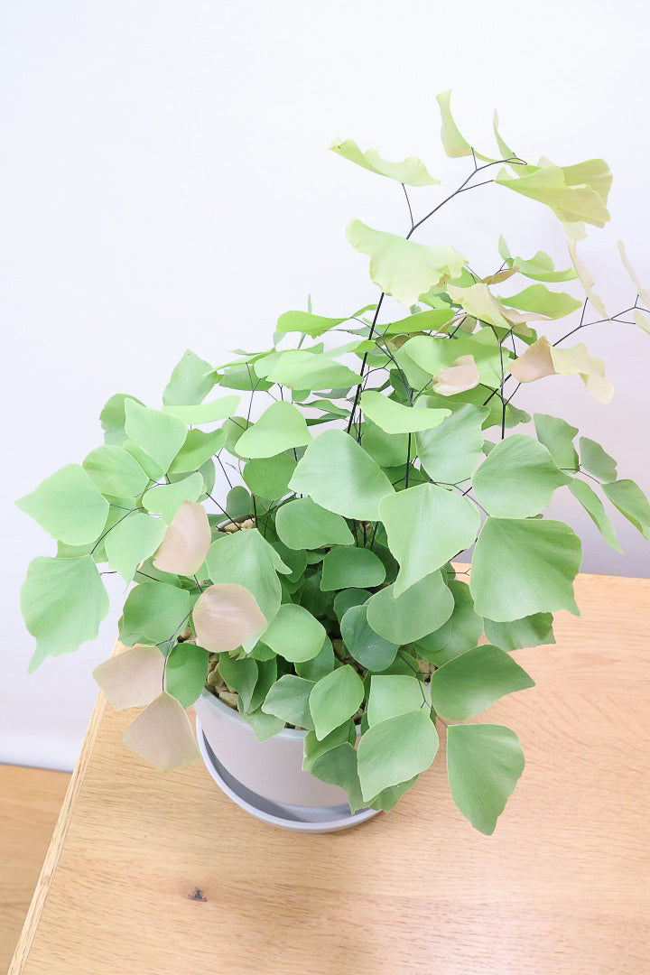 【アジアンタム ペルビアナム】今までの中で最高かな…と思うほどキレイ！アジアンタムの中で最も大きな葉っぱなんです！