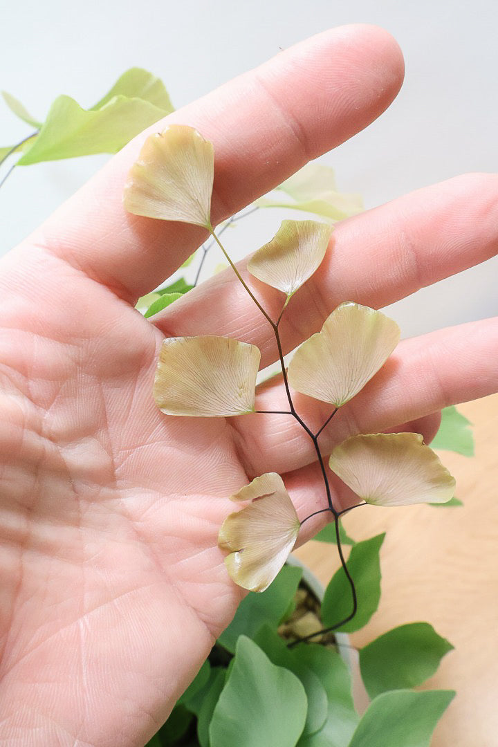 【アジアンタム ペルビアナム】今までの中で最高かな…と思うほどキレイ！アジアンタムの中で最も大きな葉っぱなんです！