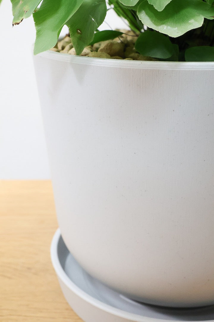 【アジアンタム ペルビアナム】今までの中で最高かな…と思うほどキレイ！アジアンタムの中で最も大きな葉っぱなんです！