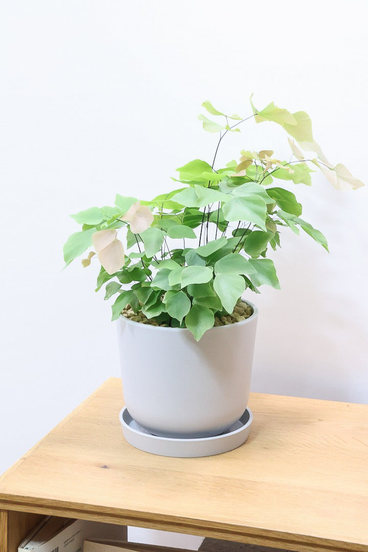 【アジアンタム ペルビアナム】今までの中で最高かな…と思うほどキレイ！アジアンタムの中で最も大きな葉っぱなんです！