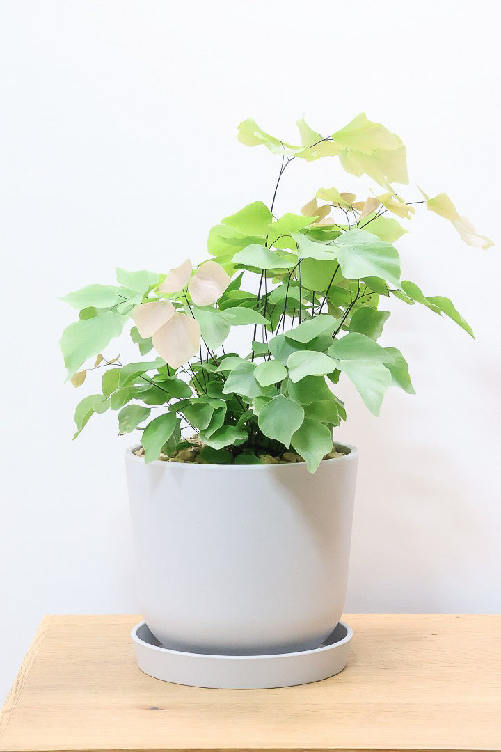 【アジアンタム ペルビアナム】今までの中で最高かな…と思うほどキレイ！アジアンタムの中で最も大きな葉っぱなんです！